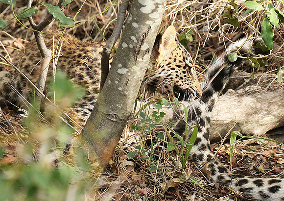 Delta of Okavango
