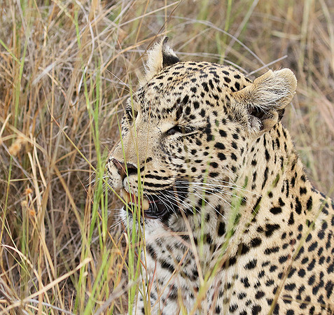 Delta of Okavango