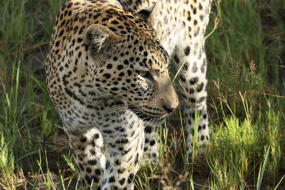 Leopard Moemedi - Delta of Okavango