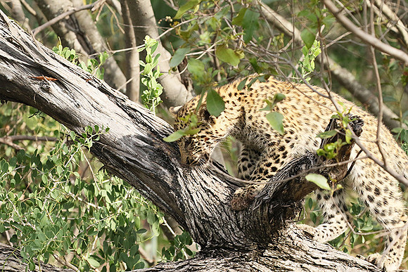 Delta of Okavango