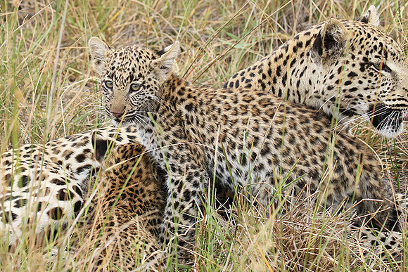 Delta of Okavango