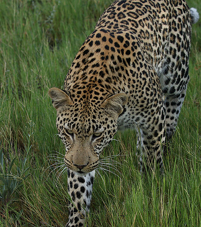 Leopard Moemedi - Delta of Okavango