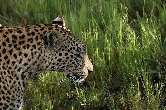 Leopard Moemedi - Delta of Okavango