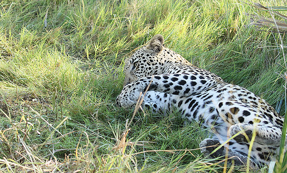 Leopard Moemedi - Delta of Okavango
