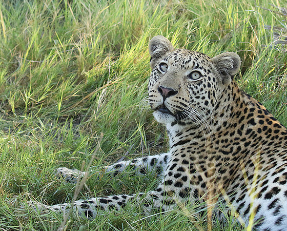 Leopard Moemedi - Delta of Okavango