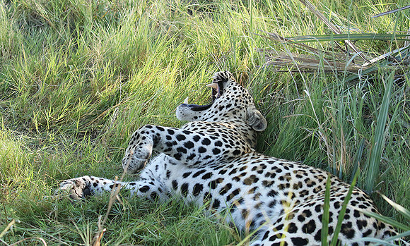 Leopard Moemedi - Delta of Okavango