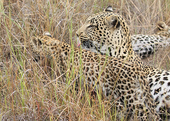 Delta of Okavango