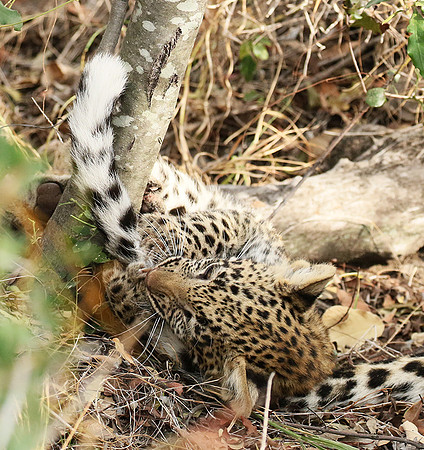Delta of Okavango