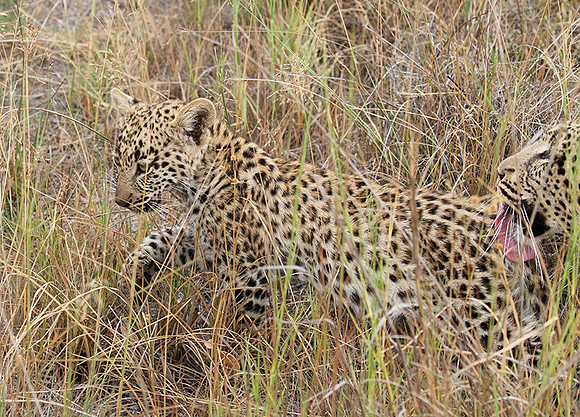 Delta of Okavango