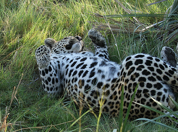 Leopard Moemedi - Delta of Okavango