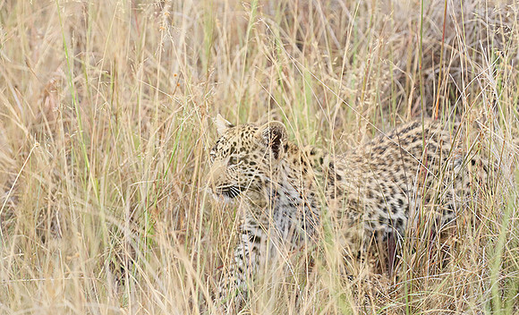 Delta of Okavango