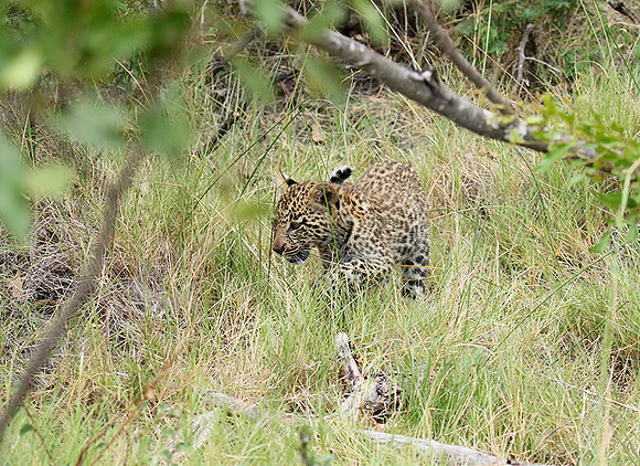 Delta of Okavango