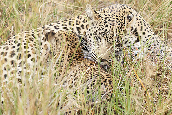Delta of Okavango