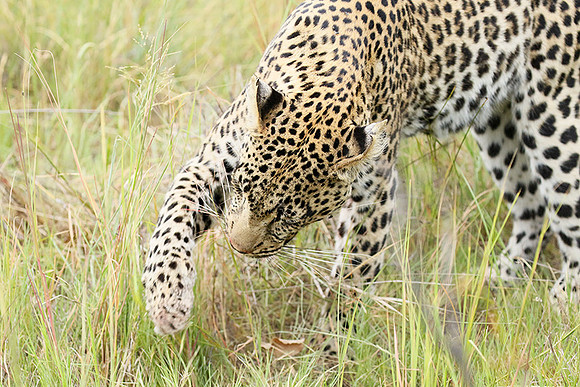 Delta of Okavango