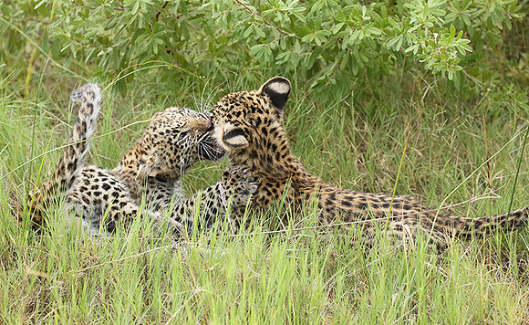 Delta of Okavango
