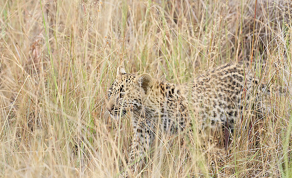 Delta of Okavango
