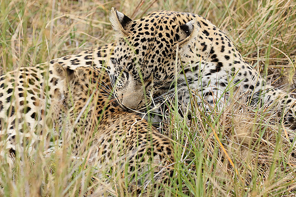 Delta of Okavango