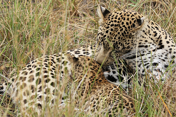 Delta of Okavango