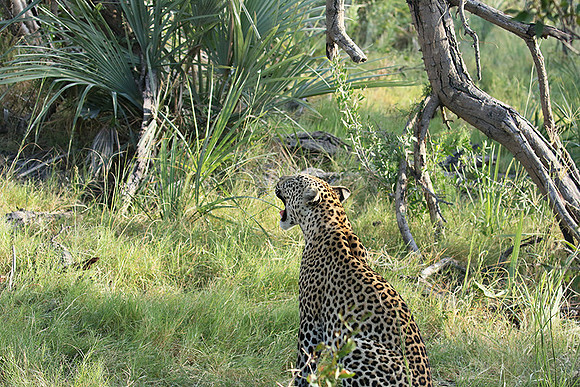 Leopard Moemedi - Delta of Okavango