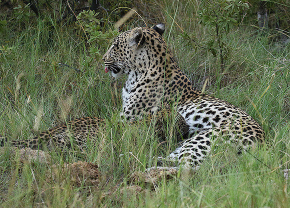 Delta of Okavango