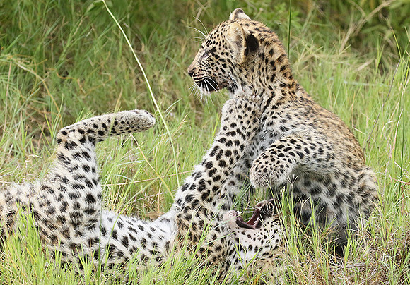Delta of Okavango