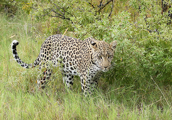 Delta of Okavango