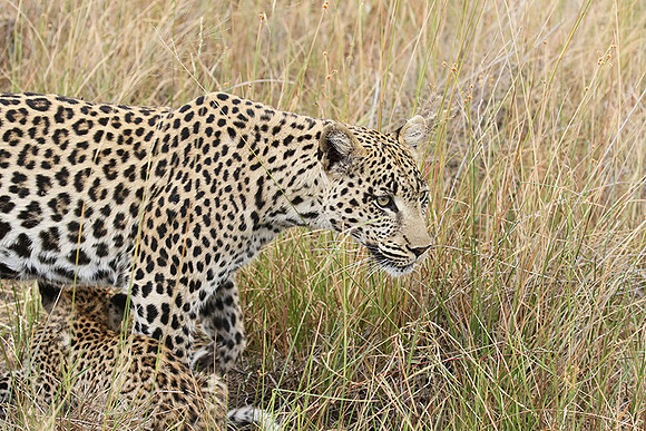 Delta of Okavango