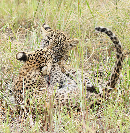 Delta of Okavango