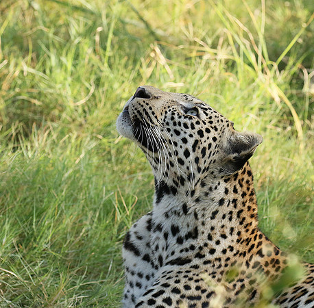 Leopard Moemedi - Delta of Okavango