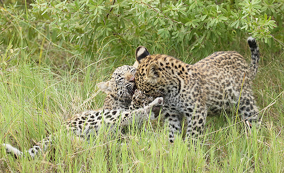 Delta of Okavango