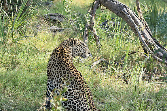 Leopard Moemedi - Delta of Okavango