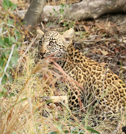 Delta of Okavango