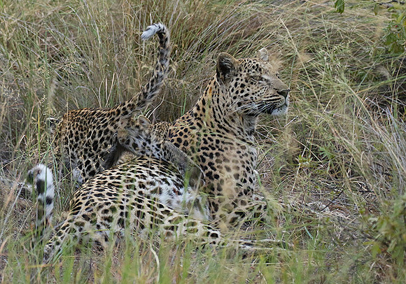 Delta of Okavango