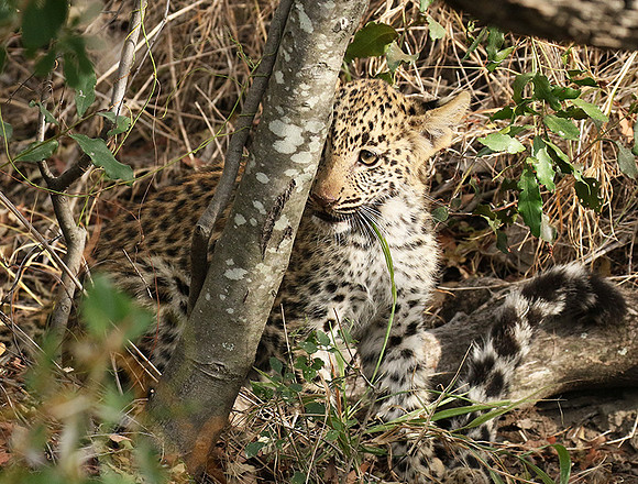 Delta of Okavango