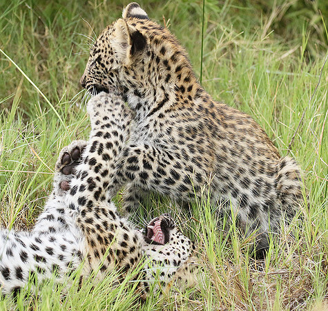 Delta of Okavango