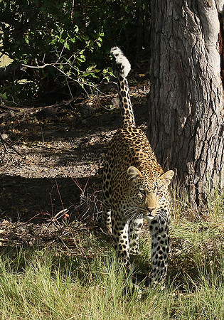Leopard Moemedi - Delta of Okavango