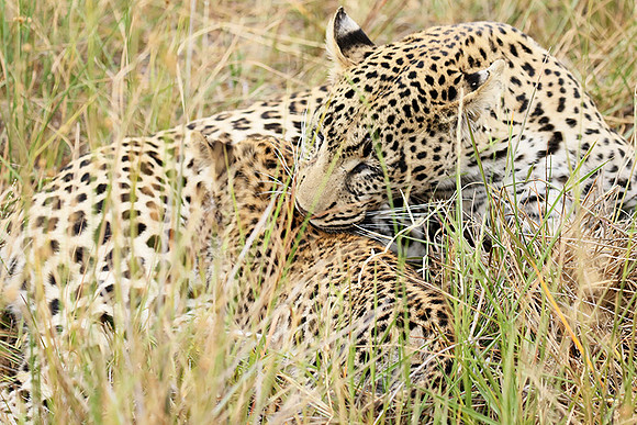 Delta of Okavango