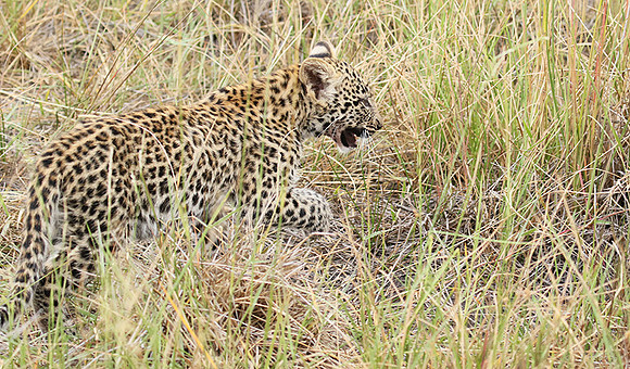 Delta of Okavango