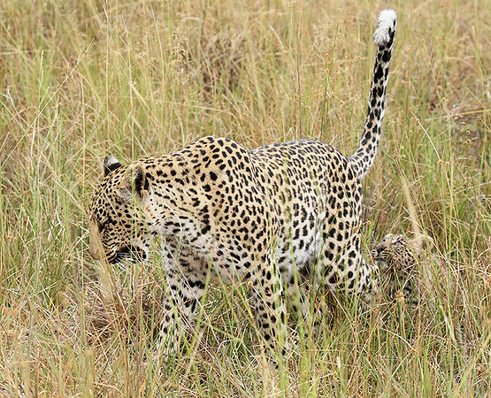 Delta of Okavango