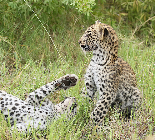 Delta of Okavango