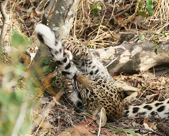 Delta of Okavango