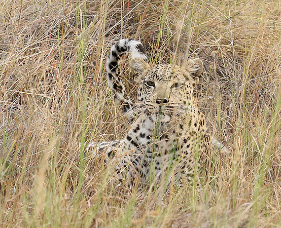 Delta of Okavango