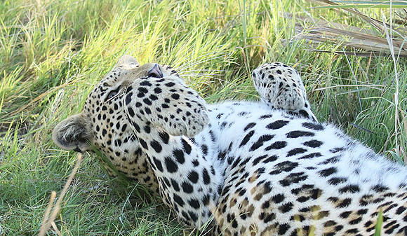 Leopard Moemedi - Delta of Okavango