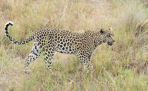 Delta of Okavango