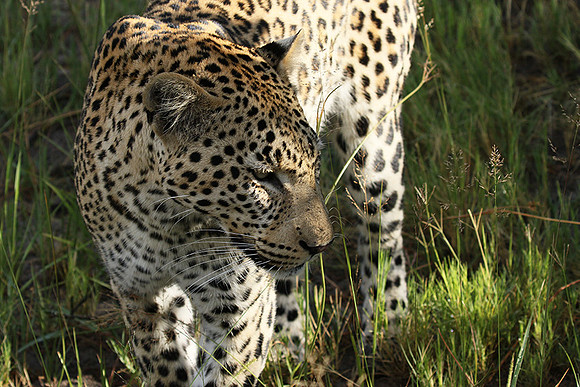 Leopard Moemedi - Delta of Okavango