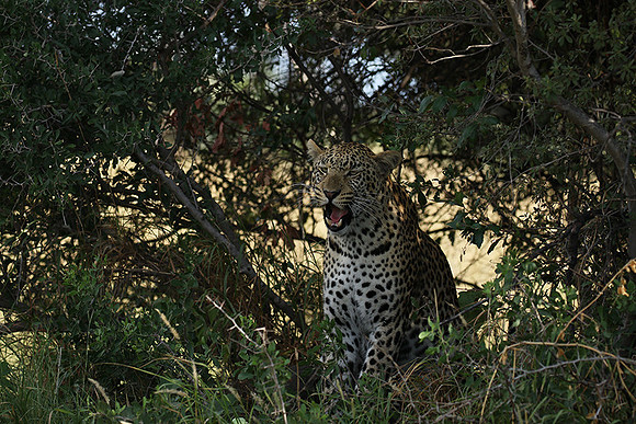 Leopard Moemedi - Delta of Okavango