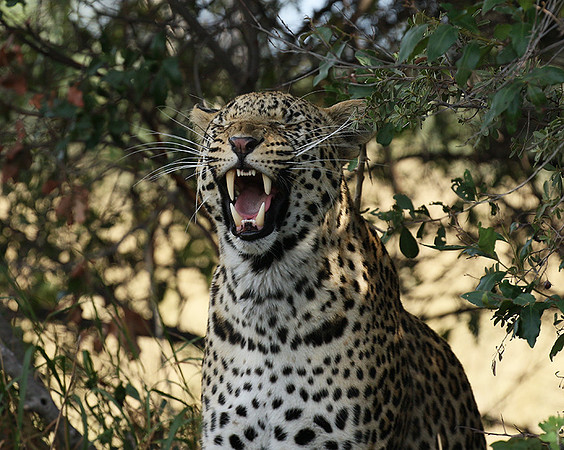 Leopard Moemedi - Delta of Okavango