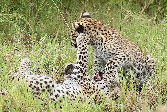 Delta of Okavango