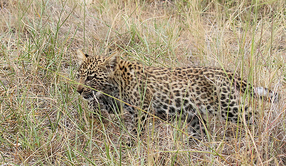 Delta of Okavango