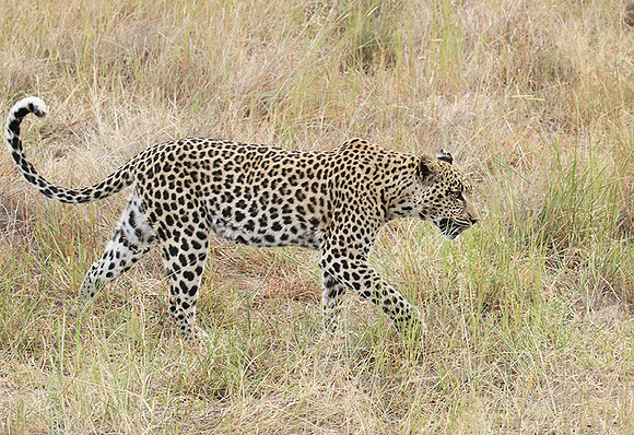 Delta of Okavango